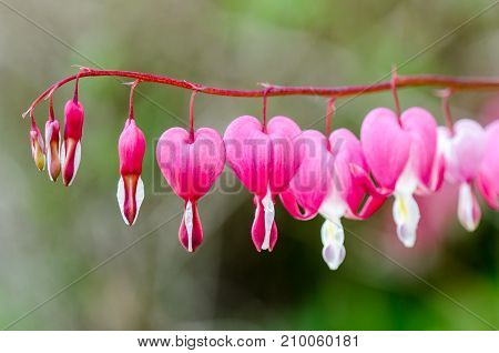 Soft focus of heart-shaped of bleeding heart flower in pink and white color