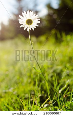 Lonely daisy in the grass against the light