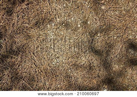 Great Background Texture Of Old Red Fir Needles