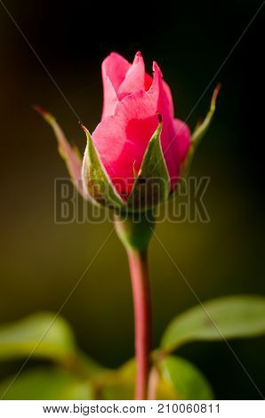 Rosebud starting to open on dark background