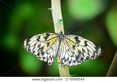 Idea leuconoe butterfly sitting on a branch in garden.