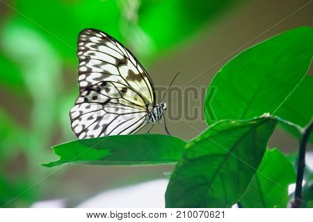 Idea leuconoe butterfly sitting on a leaf in garden