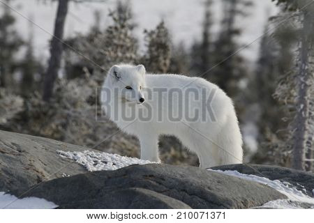 Arctic fox (Vulpes Lagopus) in white winter coat on the Canadian Shield near Churchill, Manitoba
