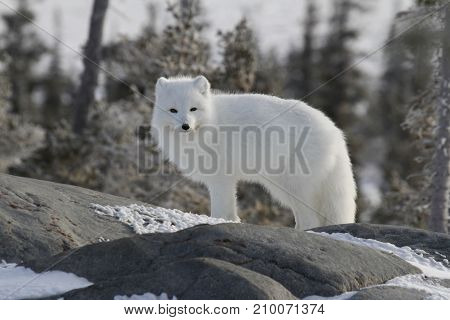 Arctic fox (Vulpes Lagopus) in white winter coat, squinting while standing on a large rock