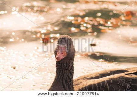 Close-up of a swimming Greylag Goose in Autumn. View on a Greylag Goose at the Lake. Animals in the Wild. Wildlife and Nature Background.