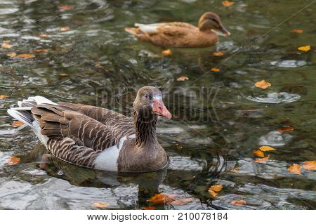 Close-up of a swimming Greylag Goose in Autumn. View on a Greylag Goose and a Duck at the Lake. Animals in the Wild. Wildlife and Nature Background.