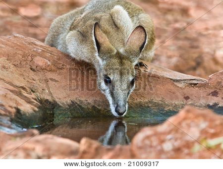 Wallaby agile bere Macropus Agilis