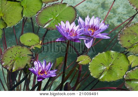 Bahçe flowres