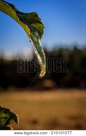 Green Leaf After The Rain