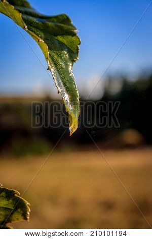 Green Leaf After The Rain