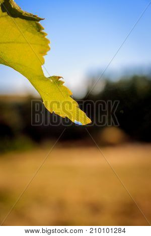 Green Leaf After The Rain