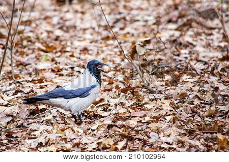 Crow (raven) holding a walnut in it's beak and walking over foliage among autumn forest or city park.