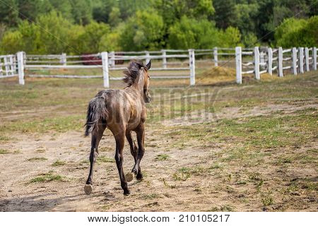 Cute chestnut foal foal trotting and making dust near white wooden fence at the farm back view.