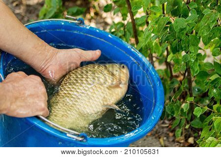 Hands of fisherman showing big crucian in a bucket caught in a freshwater pond recently.