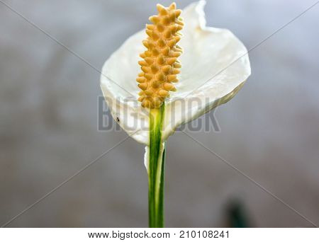 Beautiful flower like a little queen one