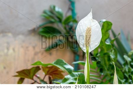 Beautiful flower like a little queen one