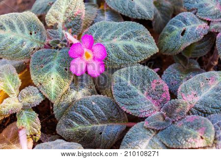 Beautiful little flower pink and yellow alone