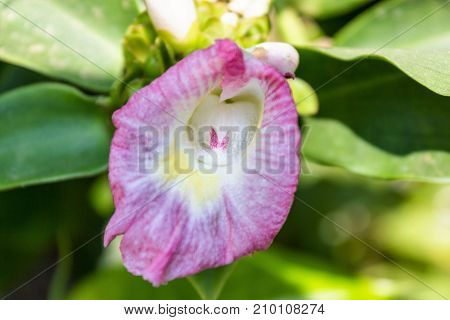 Beautiful pink flower like a heart in the middle