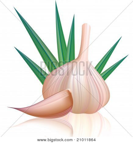 Fialové česnek s hřebíček. Vektorové ilustrace.