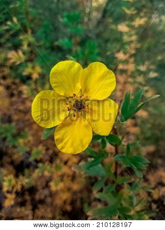 Yellow five petals small wild flower in Helena