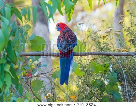 Crimson Rosella