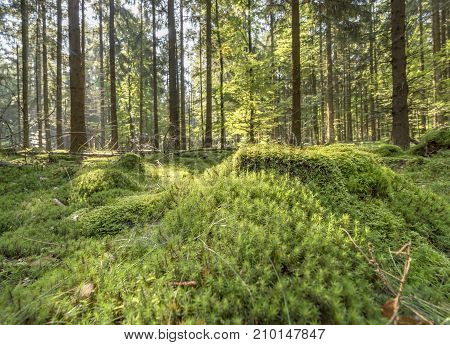 sunny illuminated low angle forest scenery with moss and ground cover vegetation