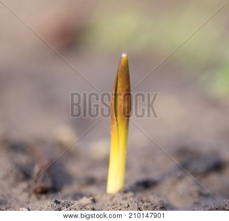 flower seedlings. macro . In the park in nature