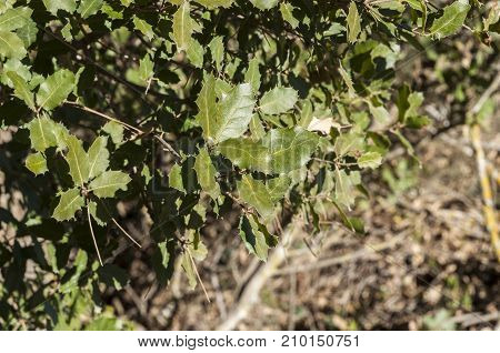 Detail of leaves and branches of Gall Oak Quercus faginea. It is a species of oak native to the western Mediterranean Region. Photo taken in Buendia Cuenca Spain.