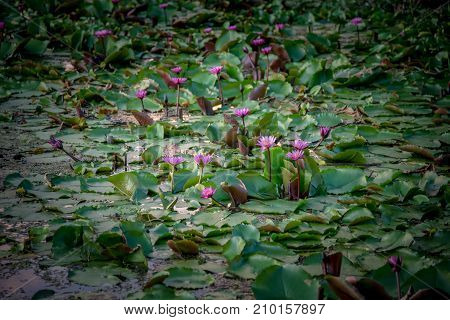 Lotus marsh and wood boat with sky background at Banglane Nakorn pathum Thailand.