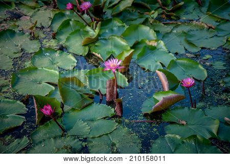 Lotus marsh and wood boat with sky background at Banglane Nakorn pathum Thailand.