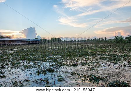 Lotus marsh and wood boat with sky background at Banglane Nakorn pathum Thailand.