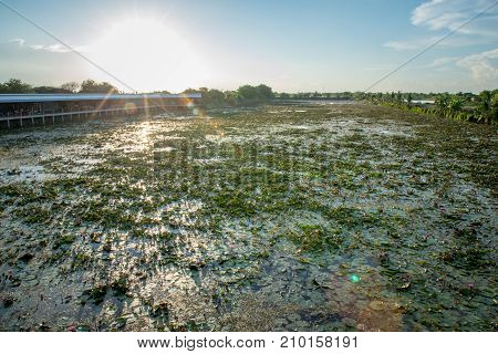 Lotus marsh and wood boat with sky background at Banglane Nakorn pathum Thailand.