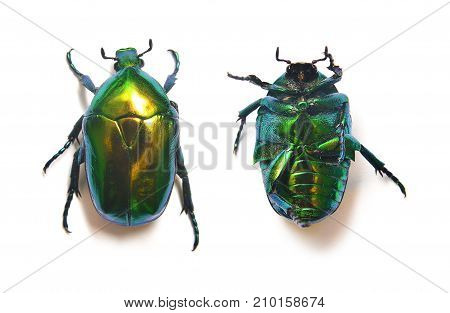 rose beetle cetonia aurata isolated on white