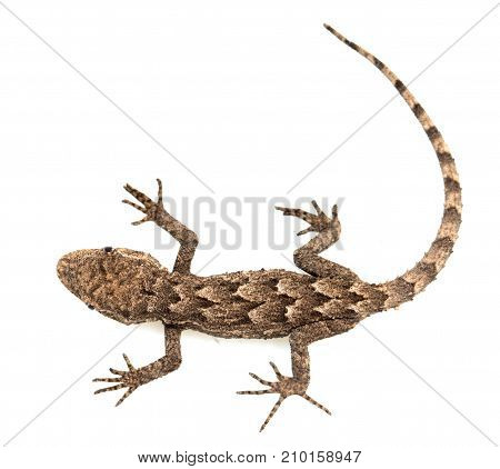 lizard on a white background. Macro . Photos in the studio