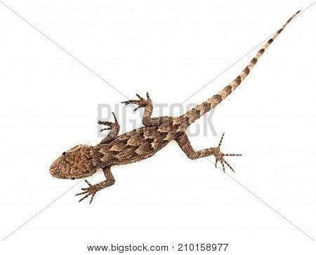 lizard on a white background. Macro . Photos in the studio