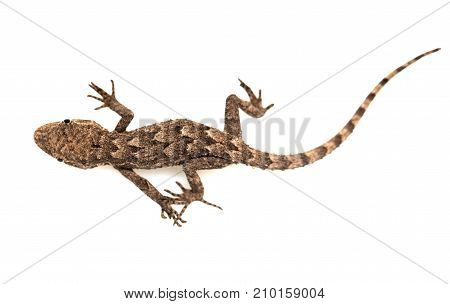lizard on a white background. Macro . Photos in the studio