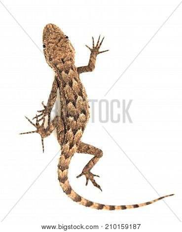 lizard on a white background. Macro . Photos in the studio