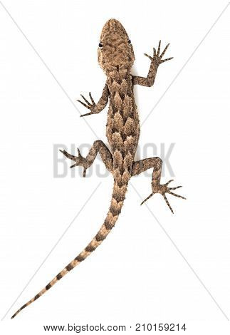 lizard on a white background. Macro . Photos in the studio