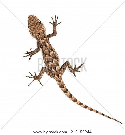 lizard on a white background. Macro . Photos in the studio