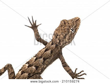 lizard on a white background. Macro . Photos in the studio