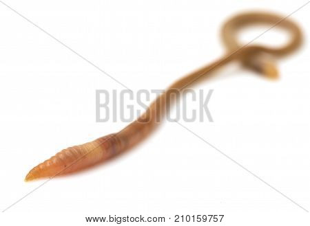 animal earthworm isolated on white . Photos in the studio
