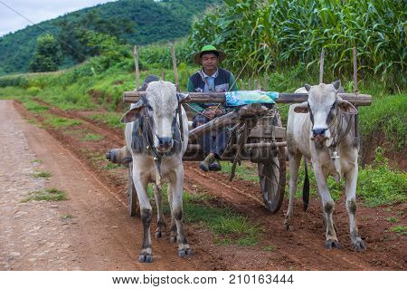 SHAN STATE MYANMAR - SEP 06: Burmese farmer riding ox cart in Shan state Myanmar on September 06 2017 Ox carts are widely used in Myanmar rural areas