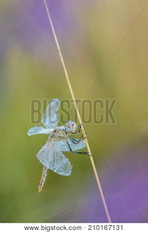 Beautiful nature scene with dragonfly Red-veined darter (Sympetrum fonscolombii).