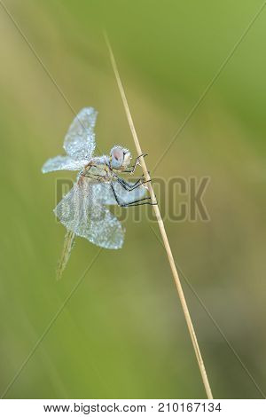 Beautiful nature scene with dragonfly Red-veined darter (Sympetrum fonscolombii).