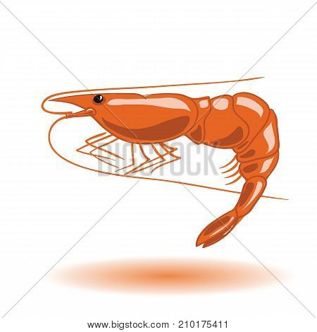 Orange boiled shrimp isolated on white background