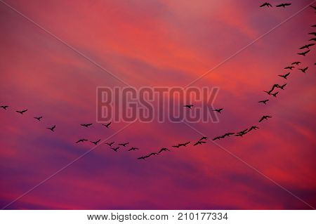 Autumn birds migration in V-formation on deep dramatic sky. Silhouettes of flying geese flock.