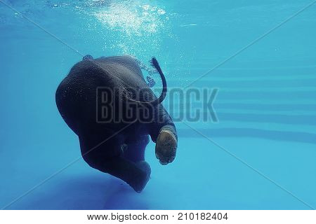 Elephant swimming underwater. Thai elephant in the clear water tank with mirrors. Animals show in the zoo.
