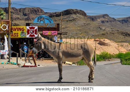 OATMAN, ARIZONA, USA - MAY 14, 20017: Stubborn donkey on the historic route 66 in Oatman blocks cars passing the village.