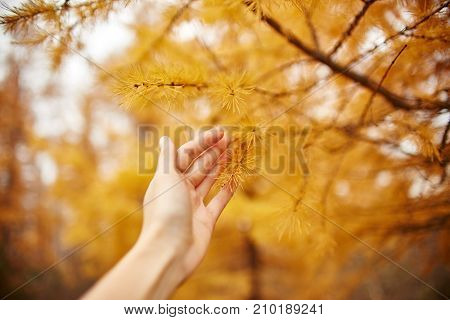 Golden Autumn With Yellow Trees In The Forest. Tree With Yellow Larch Needles In The Hands Of Women,
