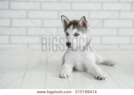young husky puppy lying on a white background. Symbol of new year 2018